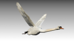Mute Swan