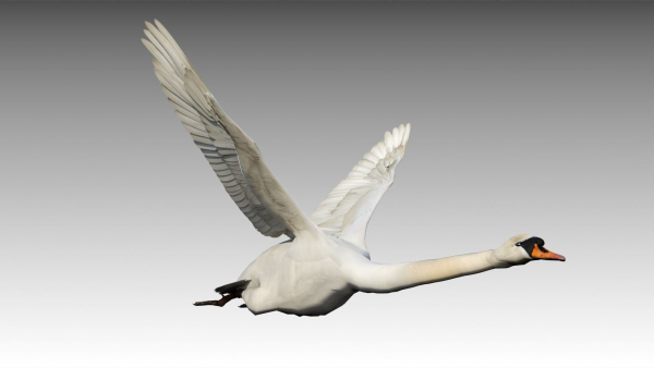 Mute Swan