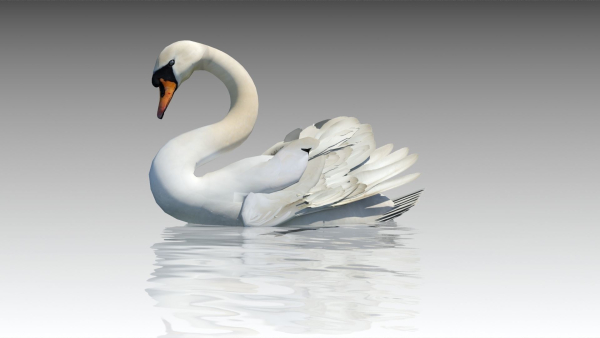 Mute Swan