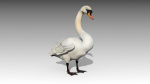 Mute Swan