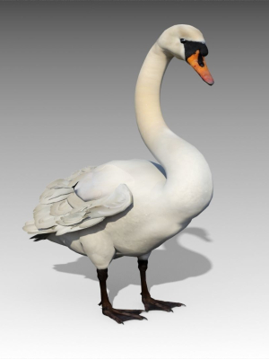 mute-swan-3d-model-9e191eb13e