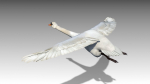 Mute Swan