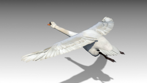 Mute Swan