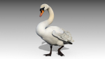Mute Swan