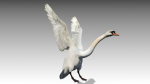Mute Swan