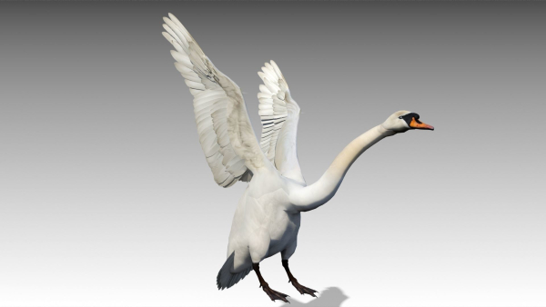 Mute Swan