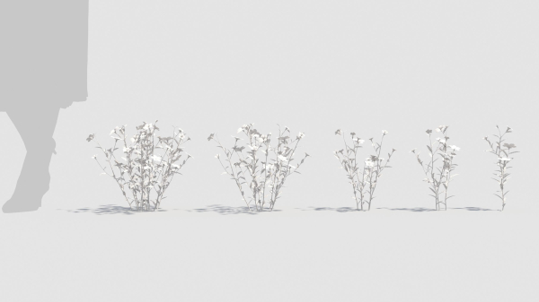 Myosotis flowers
