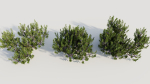 Myrica cerifera a