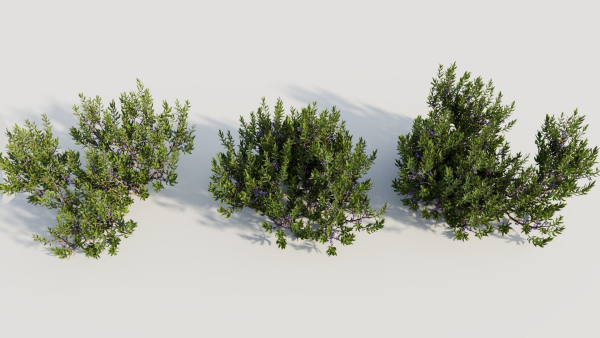 Myrica cerifera a