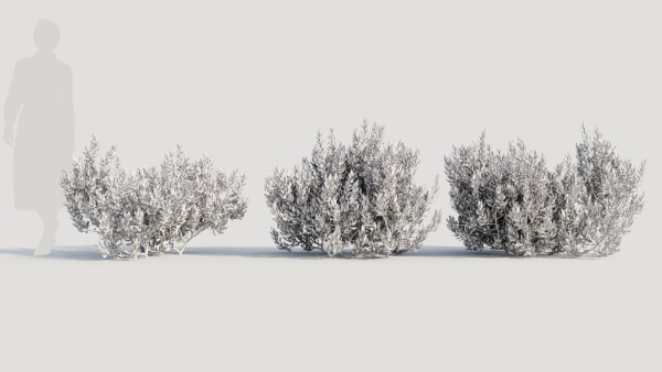 Myrica cerifera a
