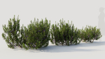 Myrica cerifera a
