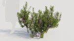 Myrica cerifera a
