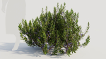 Myrica cerifera a
