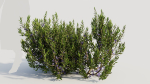 Myrica cerifera a