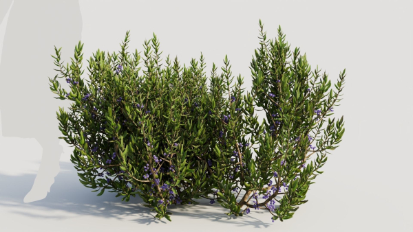 Myrica cerifera a