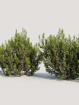 myrica-cerifera-a-3d-model-c359b7f8c1