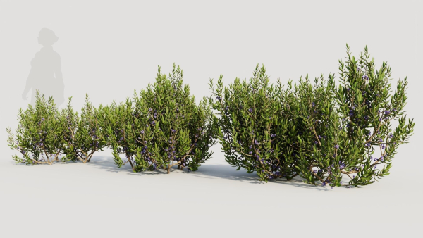 Myrica cerifera a