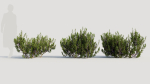 Myrica cerifera a
