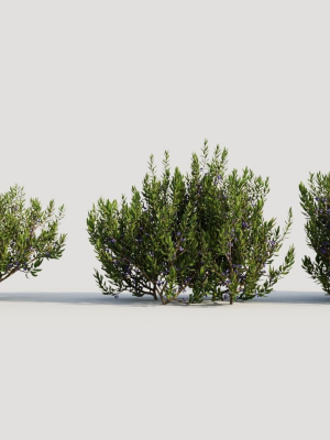 Myrica cerifera a