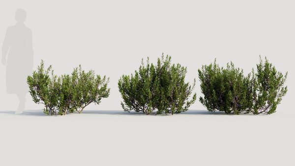 Myrica cerifera a