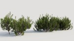 Myrica cerifera a