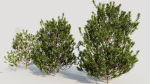 Myrica cerifera b