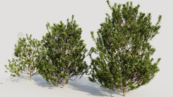 Myrica cerifera b