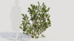 Myrica cerifera b