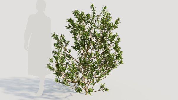 Myrica cerifera b