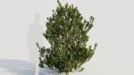 Myrica cerifera b