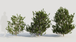 Myrica cerifera b