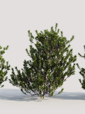 Myrica cerifera b