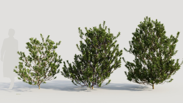 Myrica cerifera b