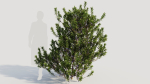 Myrica cerifera b