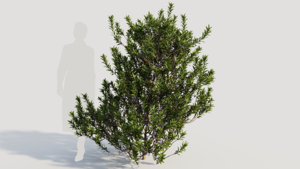 Myrica cerifera b
