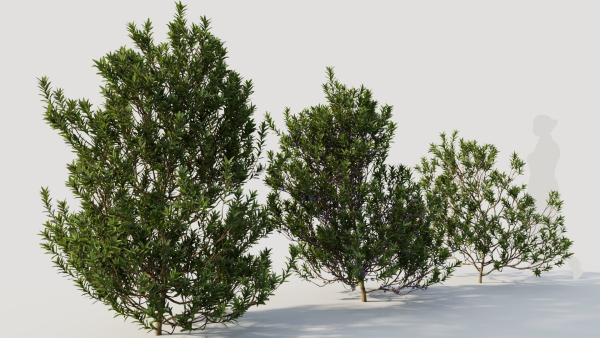 Myrica cerifera b