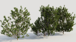 Myrica cerifera b