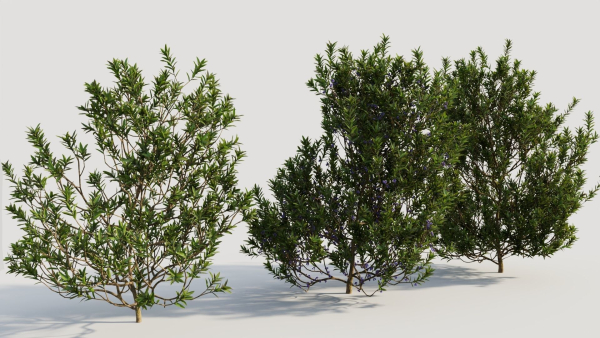 Myrica cerifera b