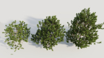 Myrica cerifera b