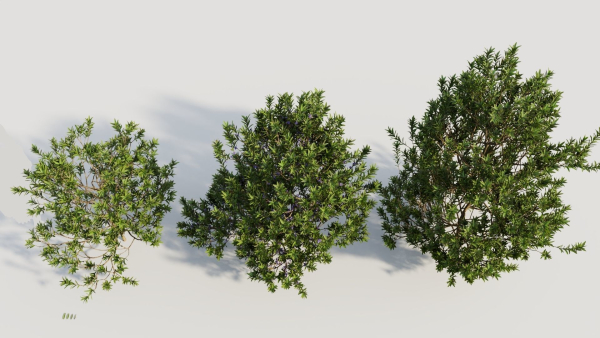 Myrica cerifera b