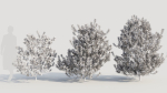Myrica cerifera b