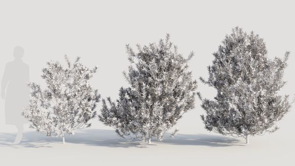 Myrica cerifera b