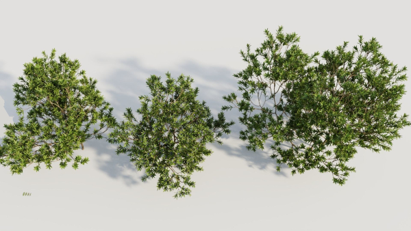 Myrica cerifera c