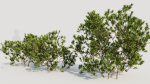 Myrica cerifera c