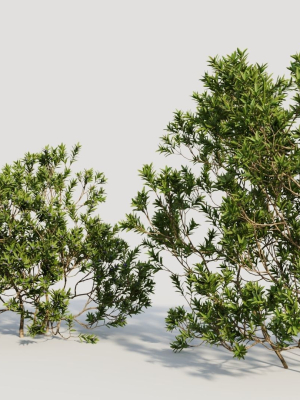 myrica-cerifera-c-3d-model-3856caaf1c