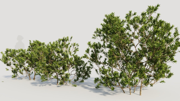 Myrica cerifera c