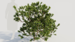 Myrica cerifera c