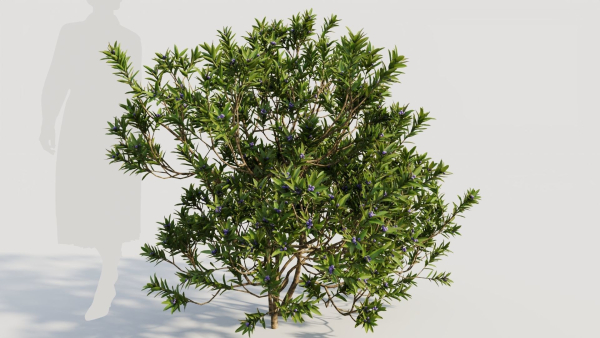 Myrica cerifera c