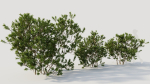 Myrica cerifera c