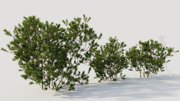 Myrica cerifera c
